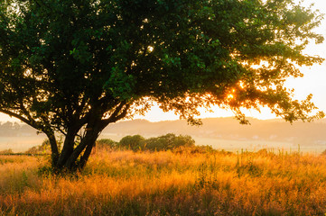 Fototapeta na wymiar Tree in field at sunset, Sweden.