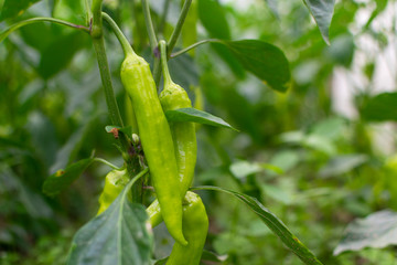 Fresh , organic green peppers in greenhouse