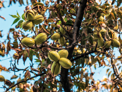 pecans nut on the tree