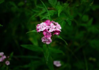 Beautiful pink and violet flowers in spring garden