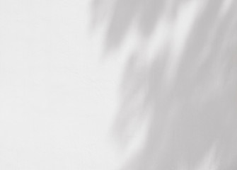 Obraz premium beautiful shadow of leaves on white wall