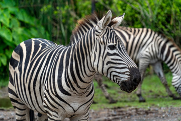 Fototapeta na wymiar Portrait of Plains zebra, also known as the common zebra or Burchell's zebra, (Equus quagga, formerly Equus burchellii) with green tree background. Zebra in the grass nature habitat. Wildlife scene.