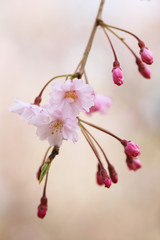 Fototapeta na wymiar 桜（八重紅枝垂）