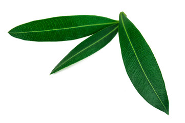 three green olive leaves on white