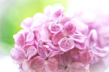 lilac flowers closeup in spring