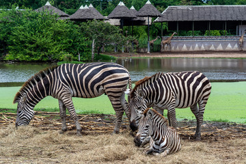 Fototapeta na wymiar Group of Plains zebra, also known as the common zebra or Burchell's zebra, (Equus quagga, formerly Equus burchellii). KwaZulu Natal. South Africa. Wild Zebra socialising eat and relax in Africa.