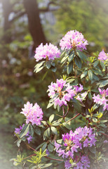 azalea bloom in the botanical garden in may