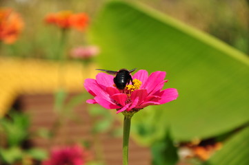 macro photography of summer flowers