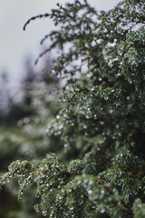 Juniper bush covered with dew drops after the rain
