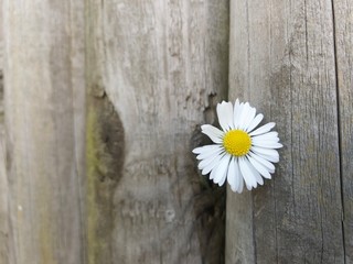 daisies on wooden table