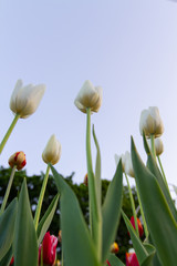 flowerbed with white tulips in the foreground and with red tulips in the background, bottom view.