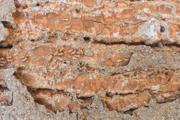 Termites are eating the wood of the house. They destroy houses, wooden parts and destroy wood products.