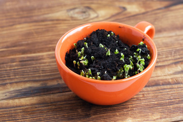 green sprouts in orange cup. Landing of seedling