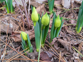 Closed buds of Narcissus (lat. Narcissus), one of the first flowers in the garden in the afternoon in early spring.