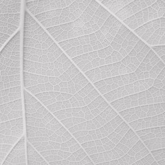 white leaves texture