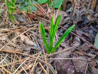  The bright green shoots of the Hyacinth flower (lat.Hyacinthus), one of the first flowers of spring on a sunny day in the garden.