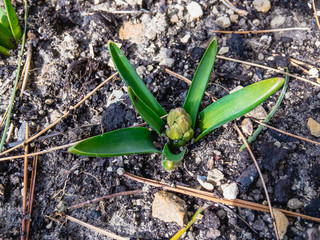 Young shoots of a flower of Hyacinth (lat. Hyacinthus), one of the first flowers of spring on a sunny day in the garden.