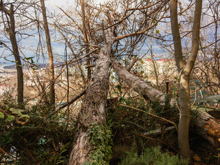 Two dry pine trunks that fell from a hurricane, with ivy growing on them, on a sunny day.