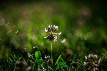 kwiat koniczyny na zielonej trawie