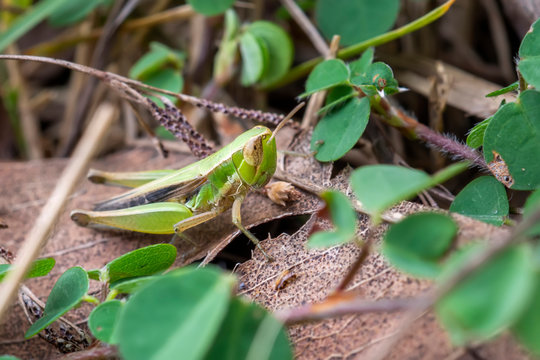 Chorthippus albomarginatus, Omocestus viridulus, Common Green Grasshopper, Meadow grasshopper, Macro shot of Large green grasshopper Hidden in the grass