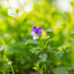 Single violet flower in green meadow