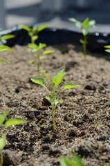 seedlings in soil
