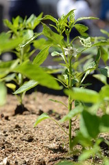 young tomato plant in the garden