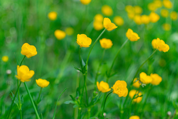Rununculus flowers on green meadow in spring