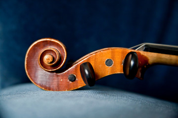 Violinschnecke