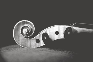Violinschnecke