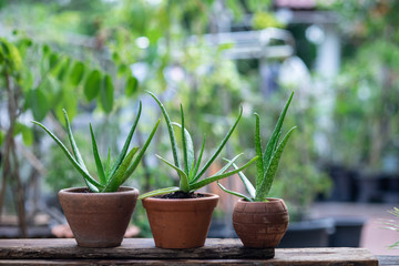 Aloe vera pot plants on wooden table, natural skin therapy concept - 321503999