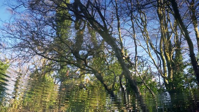 Trees reflected in rippling water.  Waves in a pond distorting the image of trees.