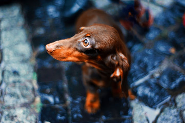Close-up portrait of dark brown dachshund looking away in rainy day. Long red dog best friend of human. Hunting dog on city street