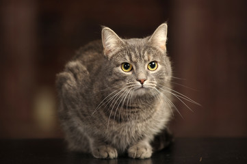 gray cat on a dark background