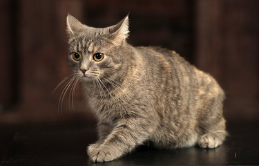 gray cat on a dark background