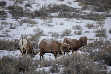 Naklejka premium Bighorn Sheep in Rut in Winter in Wyoming