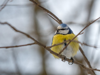 a titmouse on a branch