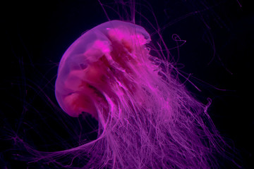 A jellyfish swimming in a darkened tank.