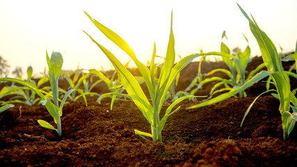 Fungal corn seedlings 5 weeks old Corn pests
