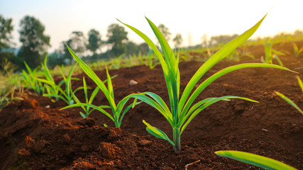 Fungal corn seedlings 5 weeks old Corn pests
