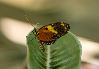 Perched Tiger  Longwing Butterfly