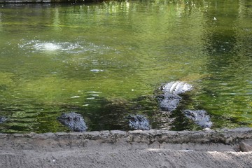 Crocodiles