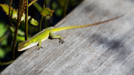 Single green lizard on wood