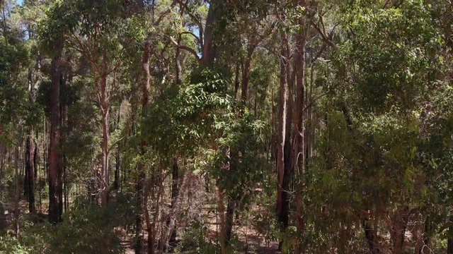 Australian karri forest. Ascend from floor to canopy. Aerial