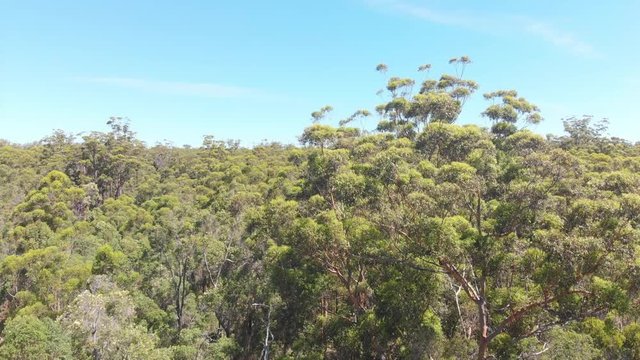 Rising through the canopy of the Australian gumtree forest. Aerial wide