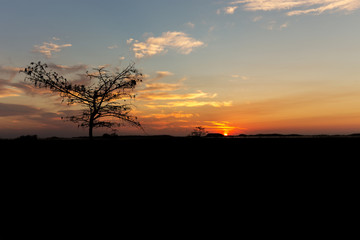 Fototapeta premium Single Tree during sunrise in Everglades national park