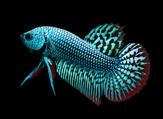 Wild nature betta splendens or wild siamese fighting fish.