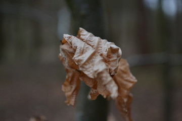 Autumn Leaf Close Up