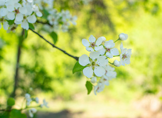Beautiful blossom flowers on pear tree in early spring