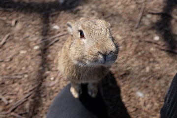 rabbit begging for food